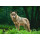 STRONGHOLD Tierauflage - Wolf - 59 x 84 cm - wasserabweisend/reißfest