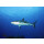 STRONGHOLD Tierauflage - Karibischer Hai - 59 x 84 cm - wasserabweisend/reißfest