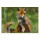 STRONGHOLD Tierauflage - Fuchs - 30 x 42 cm - wasserabweisend/reißfest