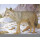 Wolf 80x100 cm - Nylon reinforced - animal pad